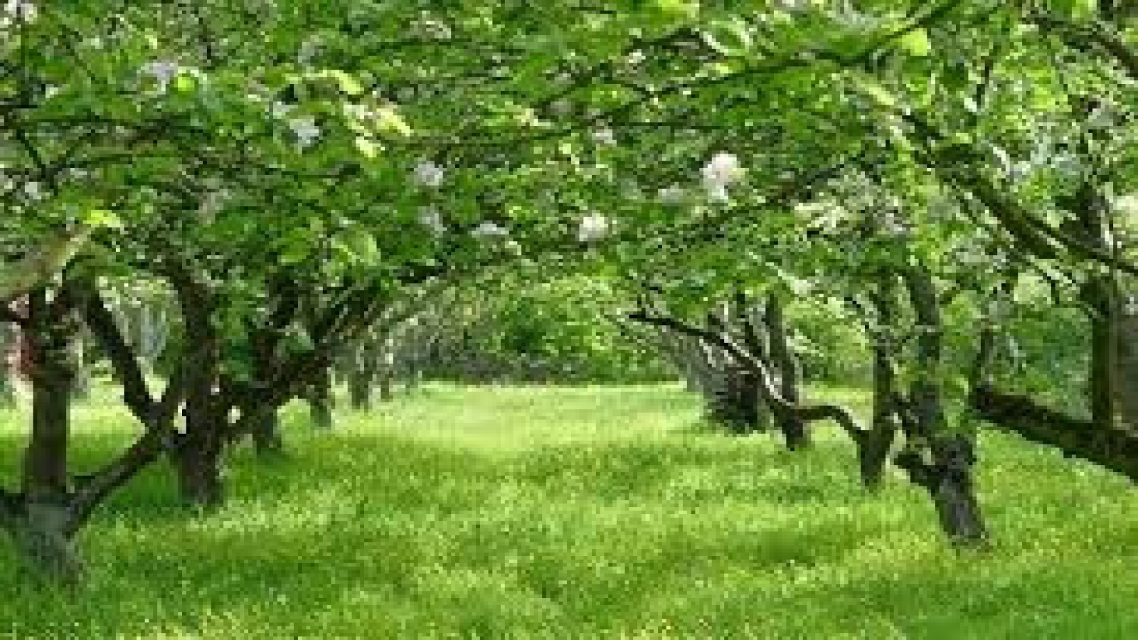 باغ,فروشی,1058 باغ,فروشی,1058